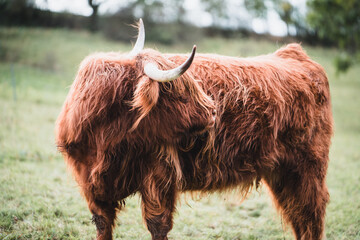 Hochlandrinder mit Hörner in Nahaufnahme