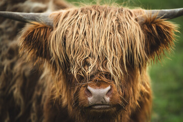 Hochlandrinder mit H&ouml;rner in Nahaufnahme
