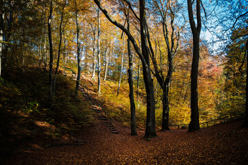 Woodland Staircase Covered in Autumn Leaves with Sunlit Forest.