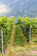 Landscape with vines in the rolling hills Aosta valley in Italy, Europe