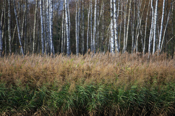 Sunny day. Yellow foliage on trees in autumn © Bagatela