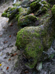 tree roots and green forest