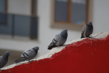 pigeons on the street