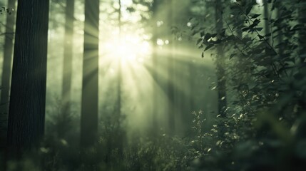 Naklejka premium Wald Panorama mit Sonnenstrahlen - Banner