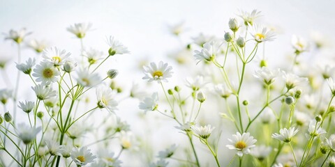Fresh White Wildflowers Isolated on White Background for Elegant Floral Decor and Nature Photography