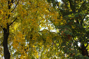 autumn leaves on the tree,autumn linden tree with yellow and green leaves 