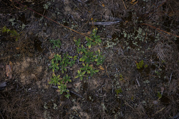 An overhead view of green plants growing on the forest floor, surrounded by dry grass, branches and other natural debris, creating a textured and earthy scene. A patch of grass on empty ground.
