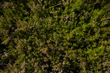 Low growing heathers with delicate purple flowers create a dense, textured ground cover ideal for nature-themed backdrops and designs. Beautiful purple flowers create a lush ground cover.