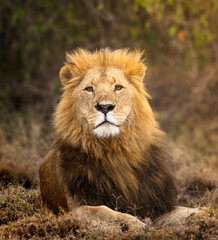 Fototapeta premium lion in the wild