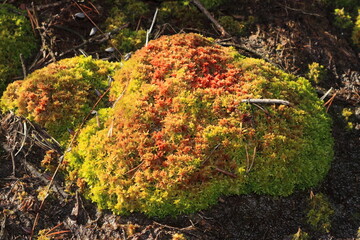 Colorful mound of Sphagnum moss growing on moist forest soil, lit by warm sunlight—showcasing the...