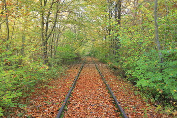 Bahngleise liegen im Schönbuch bei Böblingen durch den Wald