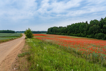 rural landscape - corn field, country road, green grass, red poppies, green trees, blue sky