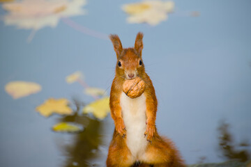 red squirrel holding a walnut in its mouth close-up