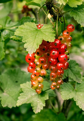 red currant on a bush