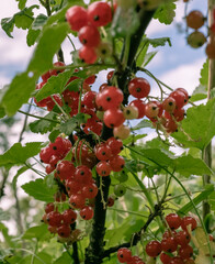 red currant on a bush