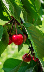 cherries on the tree
