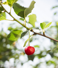 sour cherry on the tree