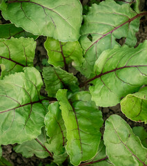 green leaves of a beet plant
