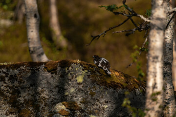 Rock ptarmigan (Lagopus muta) sitting on a rock
