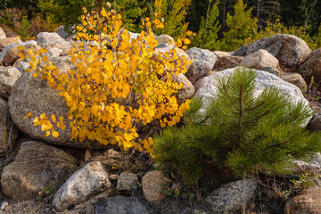 Young aspen and pine in the alluvial fan within Rocky Mountain National Park in autumn