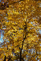 yellow autumn leaves