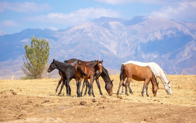 A herd of horses graze in the meadow in summer, eat grass, walk and frolic. Pregnant horses and...