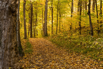 Obraz premium Hiking trail through autumn maples within Pike Lake Unit, Kettle Moraine State Forest, Hartford, Wisconsin