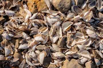 Numerous shells along Lake Michigan shoreline at Harrington Beach State Park, Belgium, Wisconsin