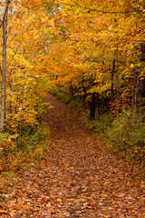 Fototapeta premium Leaf-covered hiking trail through autumn maples within the Pike Lake Unit, Kettle Moraine State Forest, Hartford, Wisconsin