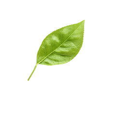 Obraz premium A single green leaf on a black background, showcasing its vibrant color and fine details.