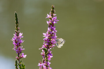 Beautiful blooming flowers in the meadow