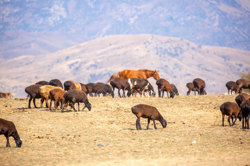 Rams and lambs graze in a meadow. Cattle grazing. A flock of rams walks across an autumn field in...