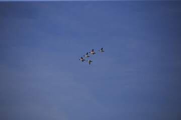 Flying birds, blue sky © Bagatela