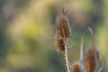 Dry thistle in the meadow