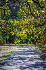 Beautiful shady alley in the autumn park. Parks.
