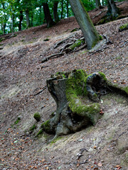 beautiful forest bordered by a green field, top view of the river