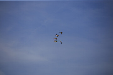 Flying birds, blue sky © Bagatela