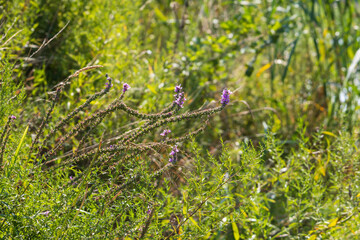 Beautiful blooming flowers in the meadow