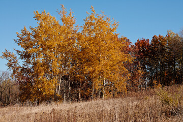 Fototapeta premium Aspen tree grove in late fall within Pike Lake Unit, Kettle Moraine State Forest, Hartford, Wisconsin