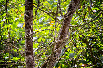 Fototapeta premium close-up of trees in a jungle, misiones argentina