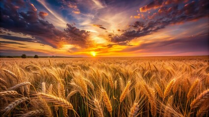 Obraz premium Long Exposure of Ukrainian Wheat Field at Sunset - Nature's Golden Bounty