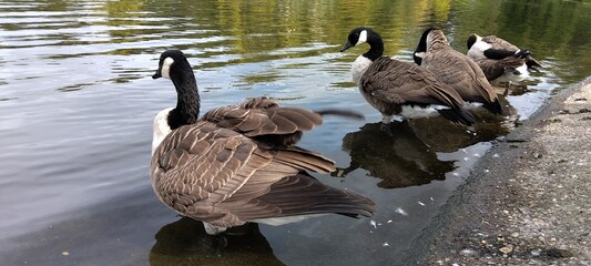 lac, oie, grégaire, mare, lacustre, oiseau aquatique