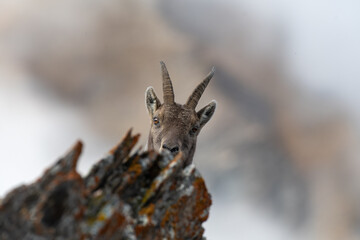 A curious alpine ibex peeks over a rugged rock formation, its face partially hidden and its gaze focused directly ahead. The background is a soft blur, emphasizing the animal's alert  Capra ibex. Alps