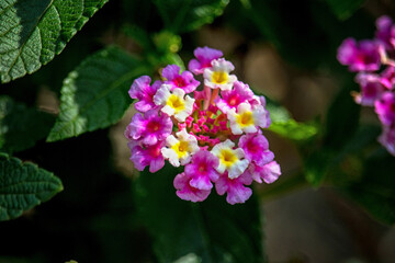 Gentle beautiful flowers of lantana