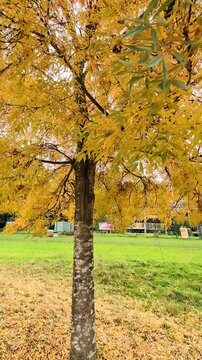 Autumn background landscape. Yellow color tree, foliage in fall park. October nature beauty