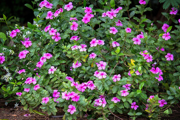 Obraz premium Large bush of many delicate vivid pink flowers of azalea or Rhododendron plant in a sunny spring