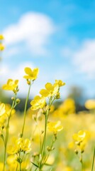 Fototapeta premium Closeup of rapeseed flowers in a field, with a blurry background, on a sunny day under a blue sky
