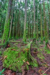 Obraz premium Açores - São Miguel