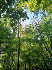 summer background: trees with green leaves against the sky in sunlight
