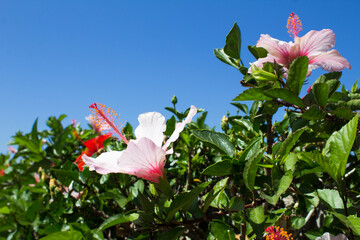 White flower hibiscus in the garden. Close-up. Portugal.